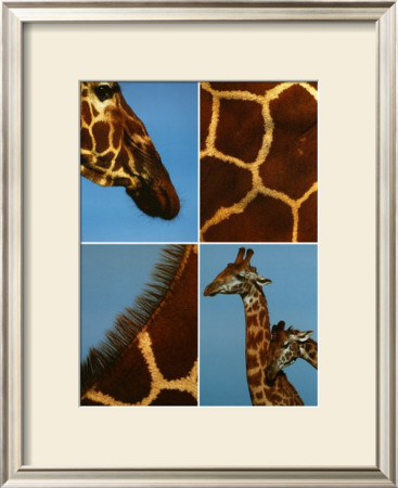 Giraffes by Jean-Michel Labat Pricing Limited Edition Print image