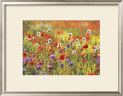 Poppy Field by Michael Peuckert Pricing Limited Edition Print image