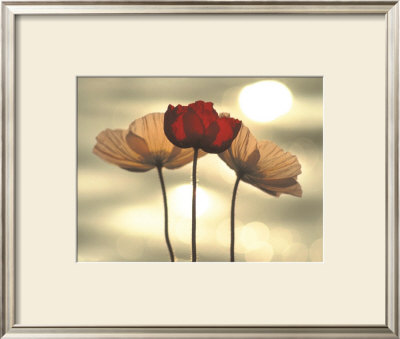 Icelandic Poppies by Yoshizo Kawasaki Pricing Limited Edition Print image