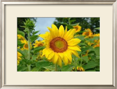 Sunflower by Bruce Morrow Pricing Limited Edition Print image