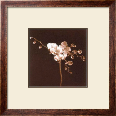 Dogwood by Klaus Mischke Pricing Limited Edition Print image