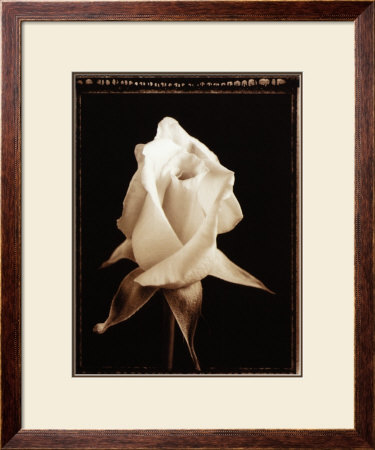 Rose Blossom by Alan Majchrowicz Pricing Limited Edition Print image