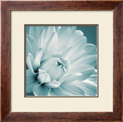 Dahlia I by Mike Shepherd Pricing Limited Edition Print image
