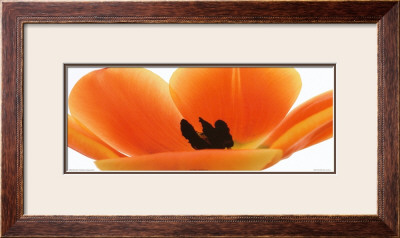 Orange Tulip by Michael Bird Pricing Limited Edition Print image