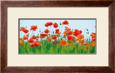 Poppy Fields by Jan Lens Pricing Limited Edition Print image
