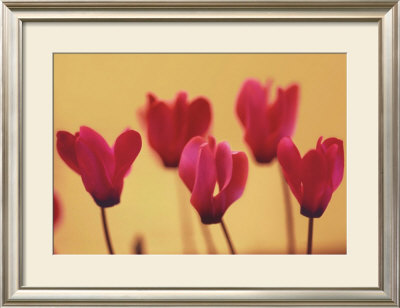 Cyclamen by Tatsuhiko Shimada Pricing Limited Edition Print image