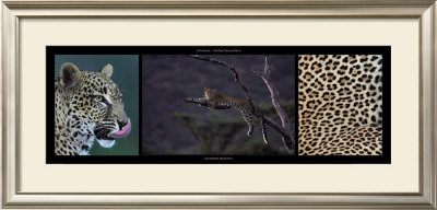 Leopard Resting by Michel & Christine Denis-Huot Pricing Limited Edition Print image