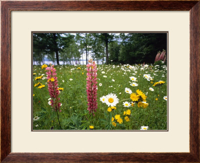 Flower Field by Dave Palmer Pricing Limited Edition Print image