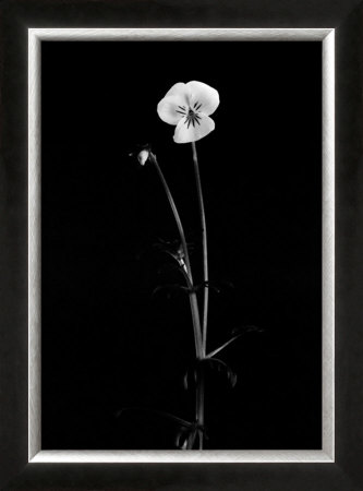 Viola by Pike Pricing Limited Edition Print image