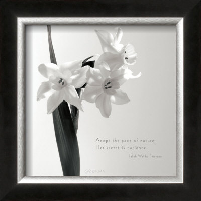 Daffodil Secrets by Deborah Schenck Pricing Limited Edition Print image