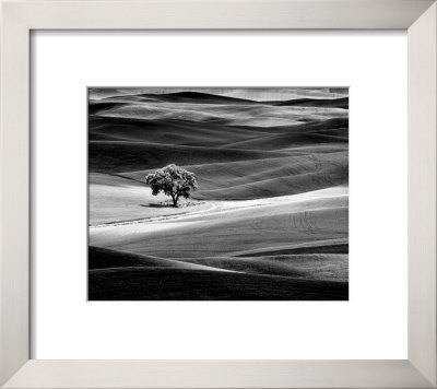 Lone Tree by Dennis Frates Pricing Limited Edition Print image