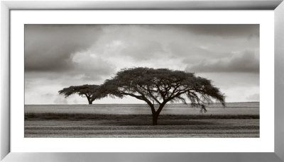 Acacia Trees by Jorge Llovet Pricing Limited Edition Print image
