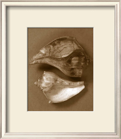 Sensual Shells Ii by Renee Stramel Pricing Limited Edition Print image