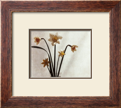 Daffodil Iii by Helen Buttfield Pricing Limited Edition Print image