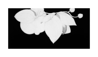 Orchid Diptych I by Sang-Geun Cho Pricing Limited Edition Print image