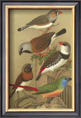 Petite Songbirds I by Cassel Pricing Limited Edition Print image