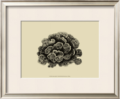 Coral On Khaki I by J. Wilkes Pricing Limited Edition Print image