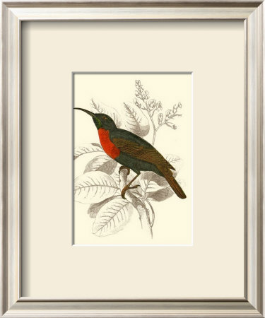 Jardine Hummingbird Iii by Sir William Jardine Pricing Limited Edition Print image