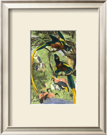Tropical Birds Ii by Mutzel Pricing Limited Edition Print image