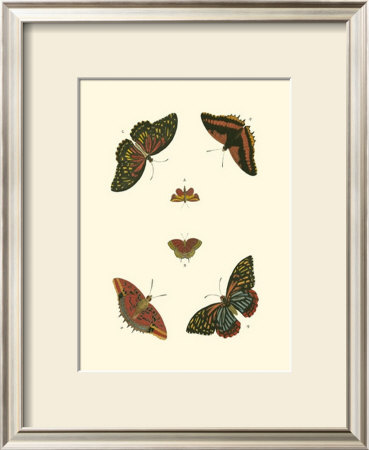 Cramer Butterfly Study Ii by Pieter Cramer Pricing Limited Edition Print image