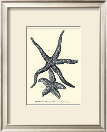 Indigo Starfish I by Denis Diderot Pricing Limited Edition Print image
