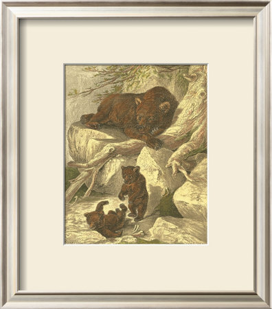 Small Brown Bear by Friedrich Specht Pricing Limited Edition Print image