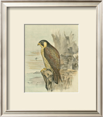 Peregrine Falcon by F.W. Frohawk Pricing Limited Edition Print image
