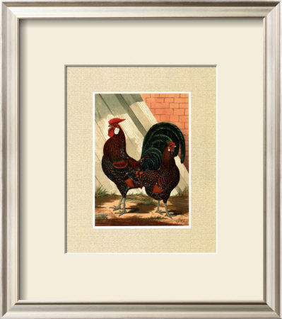 Roosters With Mat V by Cassell's Poultry Book Pricing Limited Edition Print image