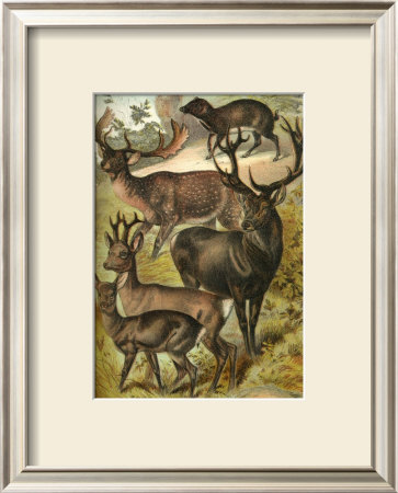 Deer by Henry J. Johnson Pricing Limited Edition Print image
