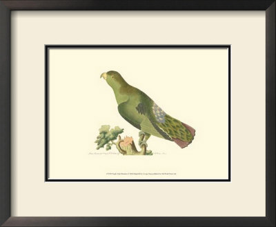 Purple-Tailed Parakeet by George Shaw Pricing Limited Edition Print image
