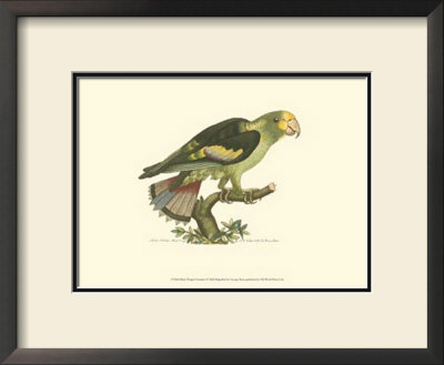 Black-Winged Parakeet by George Shaw Pricing Limited Edition Print image