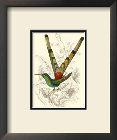 Jardine Hummingbird Ii by Sir William Jardine Pricing Limited Edition Print image