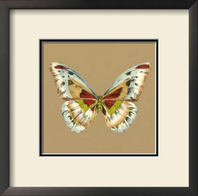 Solitary Butterfly Iii by Jennifer Goldberger Pricing Limited Edition Print image