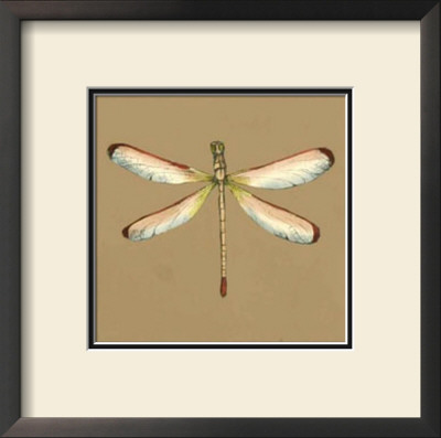 Solitary Dragonfly Iii by Jennifer Goldberger Pricing Limited Edition Print image