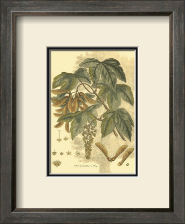 Antique Sycamore Tree by John Miller (Johann Sebastien Mueller) Pricing Limited Edition Print image