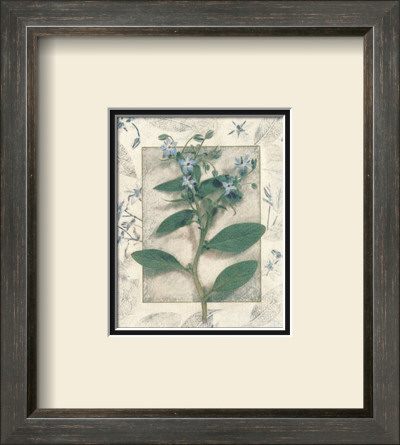 Borage by Julie Nightingale Pricing Limited Edition Print image