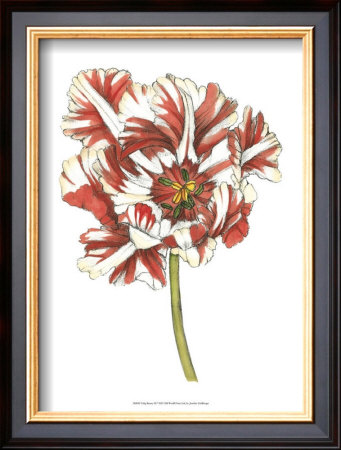 Tulip Beauty Iii by Jennifer Goldberger Pricing Limited Edition Print image