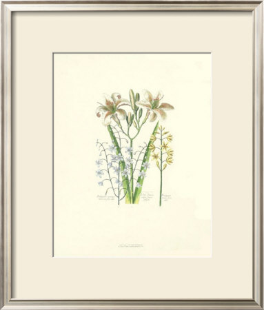 Lily by Johann Theodore De Bry Pricing Limited Edition Print image