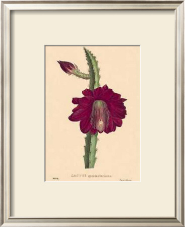 Speciosissimus by C. Van Geel Pricing Limited Edition Print image