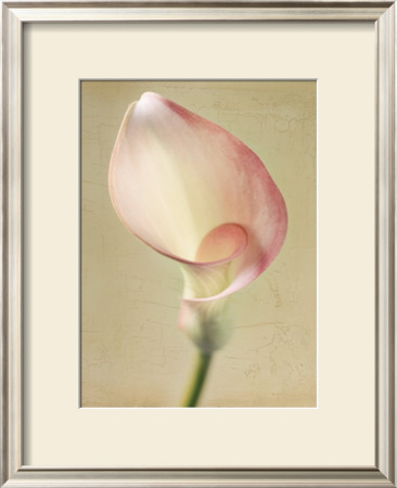 Sage Calla Lilly I by Chris Zalewski Pricing Limited Edition Print image