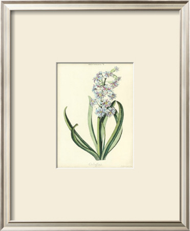 Hyacinthus V by Christoph Jacob Trew Pricing Limited Edition Print image