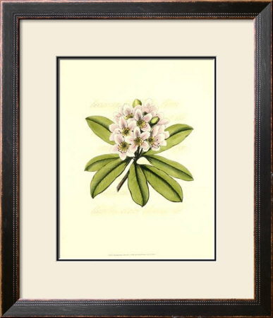 Rhododendron Blossom by Silva Pricing Limited Edition Print image