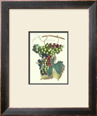 Detail Of Grapes Ii by T. Langley Pricing Limited Edition Print image