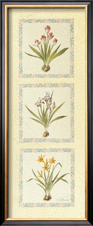 Floral Bulbs Ii by T. C. Chiu Pricing Limited Edition Print image