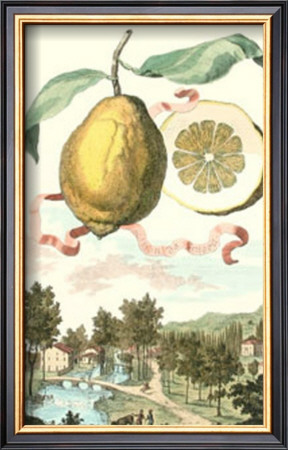 Lemon Of Genova by Johann Christof Volckamer Pricing Limited Edition Print image