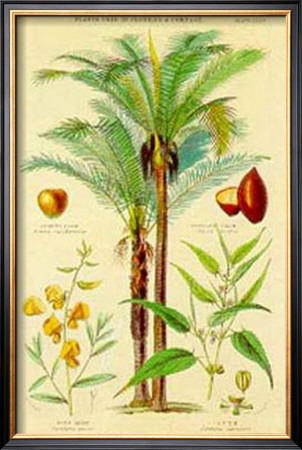 Plants Used In Clothing by William Rhind Pricing Limited Edition Print image