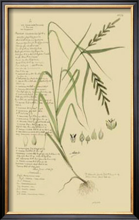 Ornamental Grasses I by A. Descubes Pricing Limited Edition Print image