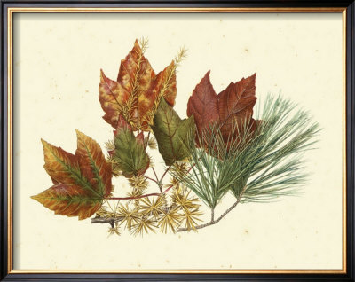 Red Maple, Tamarack And White Pine by Denton Pricing Limited Edition Print image