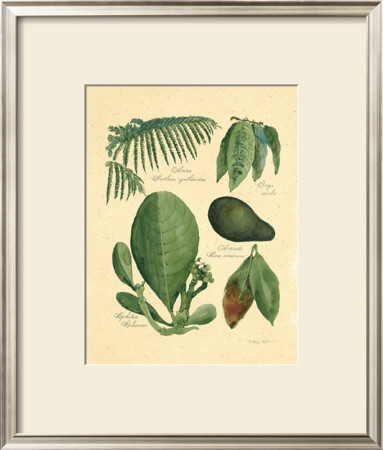 Rainforest Collection I by Betty Whiteaker Pricing Limited Edition Print image
