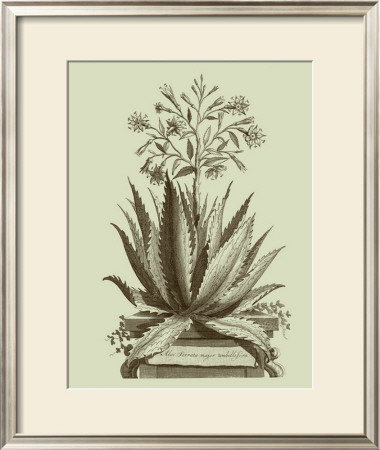 Vintage Aloe I by Abraham Munting Pricing Limited Edition Print image